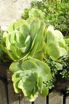 Cuneate Aeonium