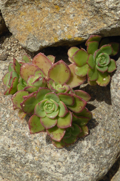 Haworth's Aeonium