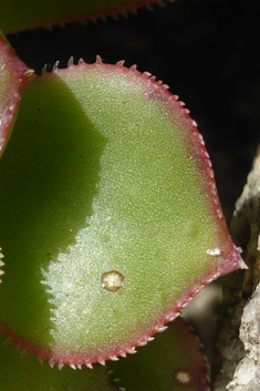 Haworth's Aeonium