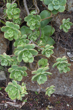 Haworth's Aeonium