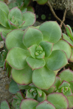 Haworth's Aeonium