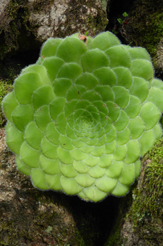 Saucer Aeonium