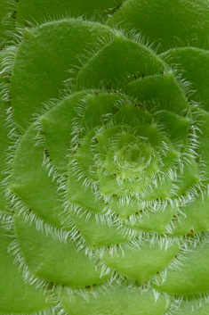 Saucer Aeonium