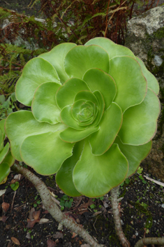 Undulate Aeonium