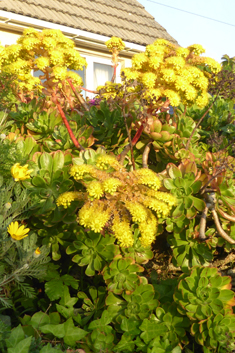 Aeonium x holospathulatum