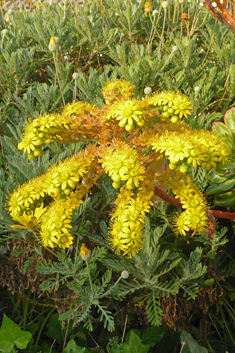 Aeonium x holospathulatum