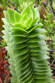 Red-flowered Stonecrop