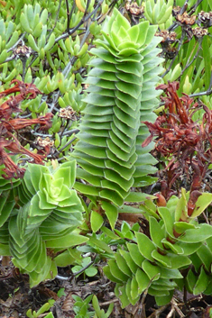 Red-flowered Stonecrop