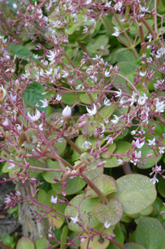 Fairy Pigmyweed
