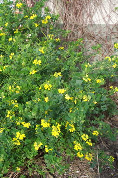 Shrubby Scorpion-vetch