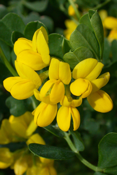 Shrubby Scorpion-vetch