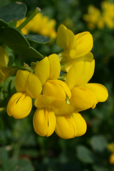 Shrubby Scorpion-vetch